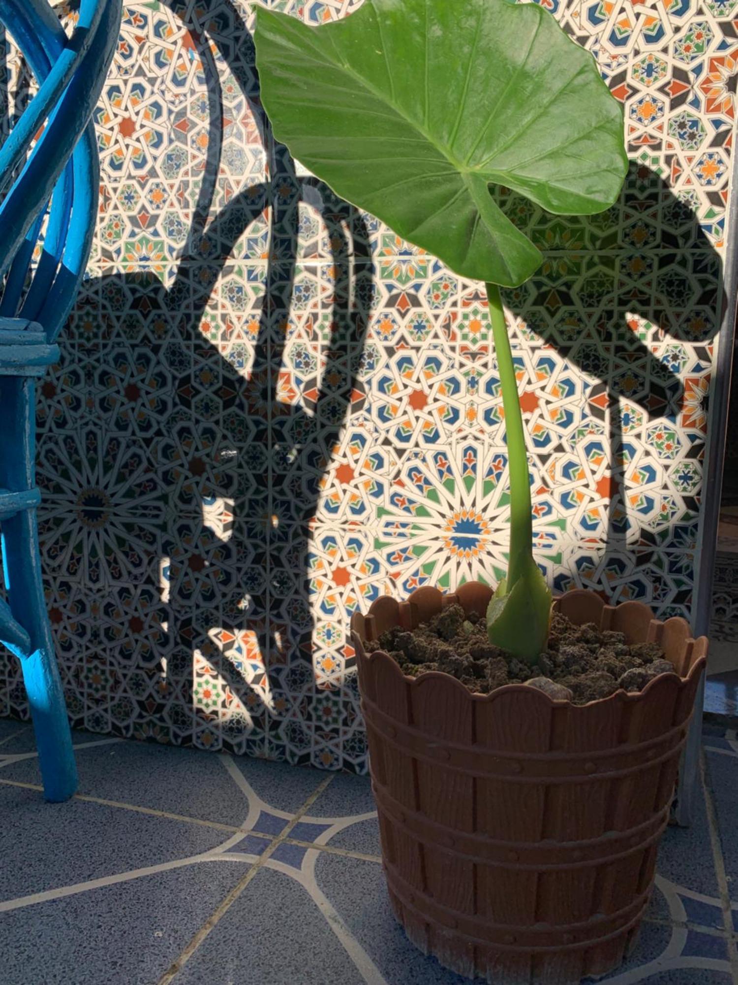 אסילה Beach House מראה חיצוני תמונה